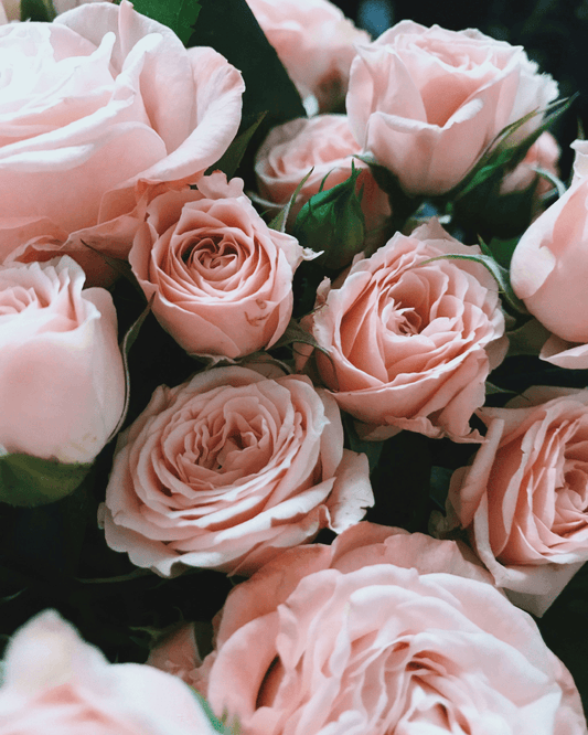ACC6TSZ00193NOU_Rosas_1.png